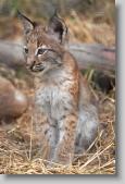 lynx baby * 480 x 720 * (113KB)